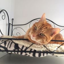 Plas Cath Luxury Cattery